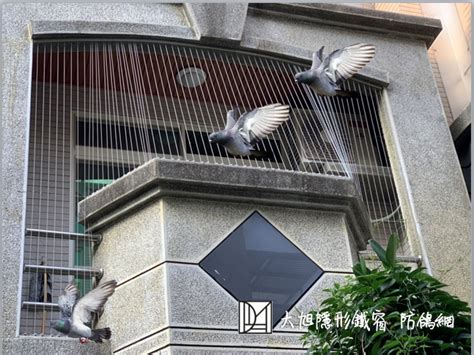 鳥死在陽台|陽台驚魂：鳥屍處理